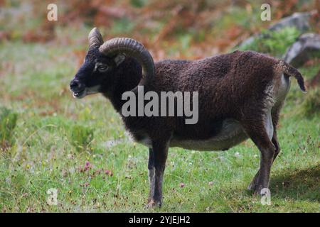 Soay RAM sur l'île Sainte Banque D'Images