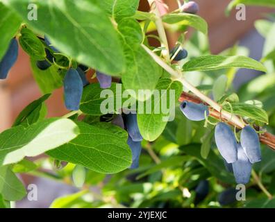 Baies de chèvrefeuille sur la branche, gros plan. Blue Berry du chèvrefeuille mûr sur le buisson dans le jardin. Branches avec myrtille bleue juteuse. Banque D'Images