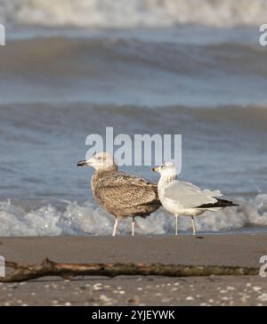 Mouettes mâles et femelles à bec annulaire sur une plage par les vagues Banque D'Images