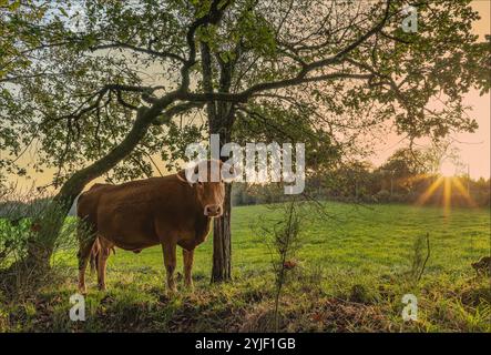 Hautes-Vienne, France - 7 novembre 2024 - vache traditionnelle Limousin se tenait sous un arbre dans un champ alors que le soleil se couche pour la soirée Banque D'Images