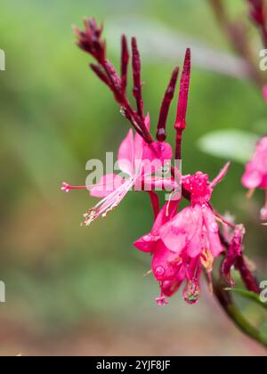 Tige de fleurs rose chaud Gaura Whirling Butterfly Bush avec des gouttelettes d'eau coulant des pétales Banque D'Images