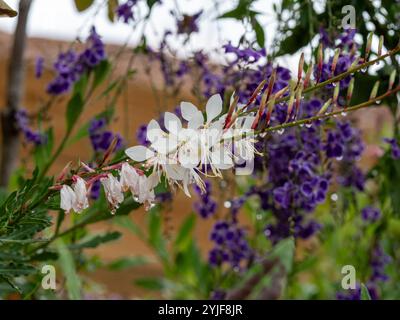 Une tige de fleurs de Gaura Whirling Butterfly Bush, fleurs blanches rose pâle, humides et fraîches avec des gouttelettes d'eau, plante violette Geisha Girl en arrière-plan Banque D'Images