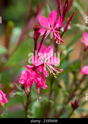 Tige de fleurs rose chaud Gaura Whirling Butterfly Bush avec des gouttelettes d'eau coulant des pétales Banque D'Images