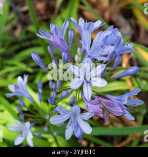 Fleurs d'agapanthus sur la tête de fleur, violet bleu, feuilles vertes Banque D'Images