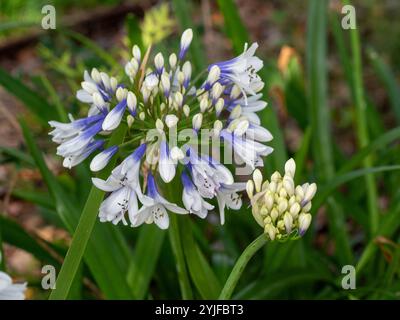 Fleurs d'agapanthus sur les têtes de fleurs, bleu violet et blanc, feuilles vertes et bourgeons blancs Banque D'Images