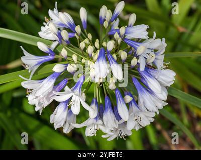 Fleurs et bourgeons d'agapanthus sur la tête de fleur, bleu violet et blanc, feuilles vertes Banque D'Images