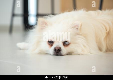 Le moelleux Pomeranian blanc repose confortablement sur un sol lisse, exsudant le calme tout en se prélassant dans la lumière de l'après-midi. Une atmosphère intérieure sereine surroun Banque D'Images