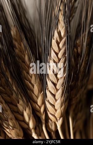 macro de tiges de blé séchées, récoltées, utilisées comme décor, légèrement poussiéreuses de assis sur une étagère. Gros plan mise au point sélective Banque D'Images