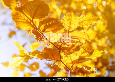 Feuilles d'automne dorées illuminées par la lumière du soleil, mettant en valeur les couleurs d'automne étonnantes de la nature. Parfait pour les milieux saisonniers, les projets de nature et l'automne Banque D'Images
