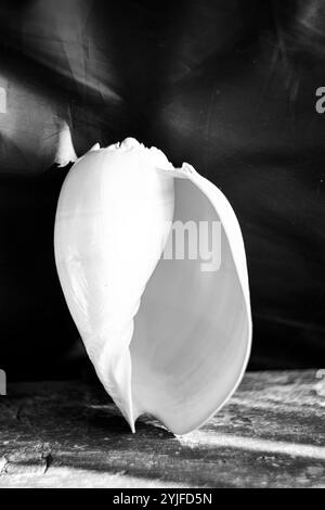 Une photographie en noir et blanc d'une coquille de nautilus chambrée Nautilus pompilius montre un beau motif en spirale. Banque D'Images