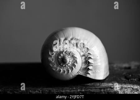 Une photographie en noir et blanc d'une coquille de nautilus chambrée Nautilus pompilius montre un beau motif en spirale. Banque D'Images