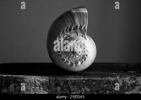 Une photographie en noir et blanc d'une coquille de nautilus chambrée Nautilus pompilius montre un beau motif en spirale. Banque D'Images