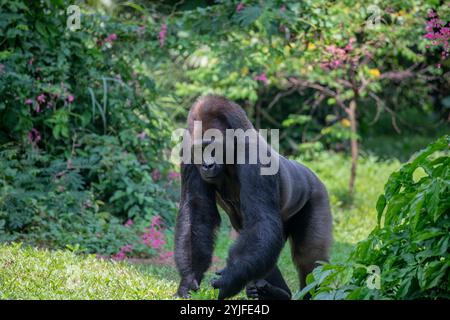 Le gorille des plaines occidentales du zoo de Ragunan Indoensia. C'est l'une des deux sous-espèces du gorille occidental qui vit en montagne, Banque D'Images