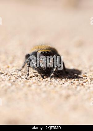 Gros plan extrême d'une araignée sautant regardant la caméra. Photographié au niveau des yeux avec une faible profondeur de champ. Banque D'Images