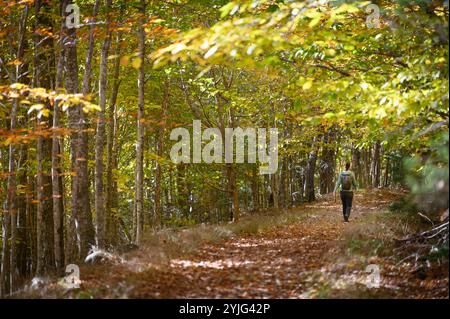 Femme marchant au milieu du feuillage d'automne sur Chamcook Mountain Trail, selon Andrews, Nouveau-Brunswick, Canada. Banque D'Images