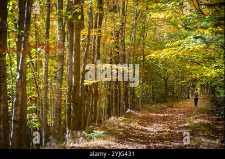 Femme marchant au milieu du feuillage d'automne sur Chamcook Mountain Trail, selon Andrews, Nouveau-Brunswick, Canada. Banque D'Images