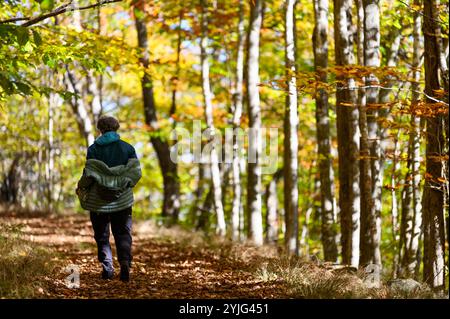 Femme marchant au milieu du feuillage d'automne sur Chamcook Mountain Trail, selon Andrews, Nouveau-Brunswick, Canada. Banque D'Images