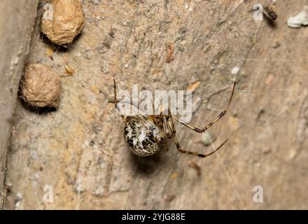 Brown Widow Spider Latrodectus geometry tricus arachnid avec sacs d'oeufs Web nature lutte contre les parasites. Banque D'Images