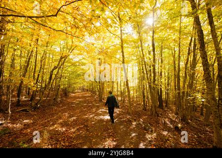 Femme marchant au milieu du feuillage d'automne sur Chamcook Mountain Trail, selon Andrews, Nouveau-Brunswick, Canada. Banque D'Images