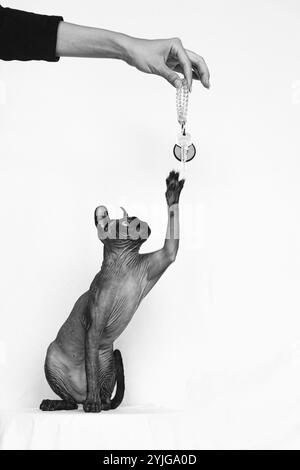 Chat Sphynx, photo chat sans poils Banque D'Images