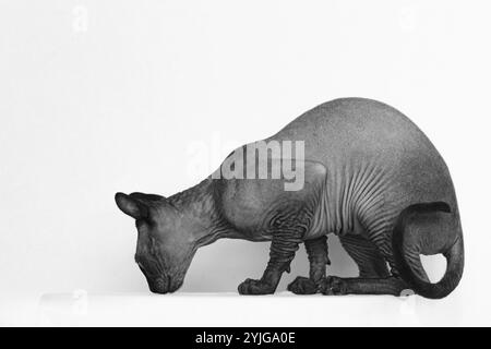 Chat Sphynx, photo chat sans poils Banque D'Images