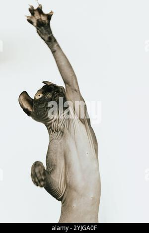 Chat Sphynx, photo chat sans poils Banque D'Images