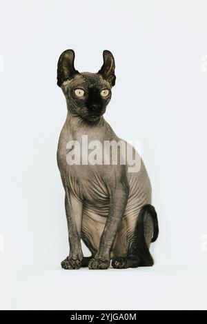 Chat Sphynx, photo chat sans poils Banque D'Images