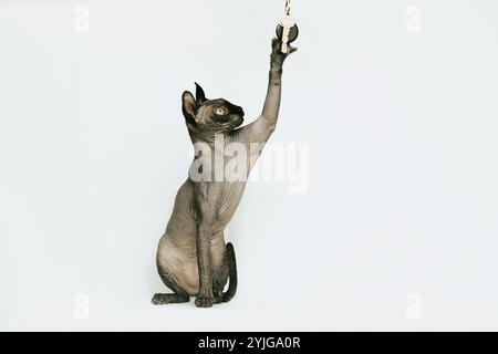 Chat Sphynx, photo chat sans poils Banque D'Images
