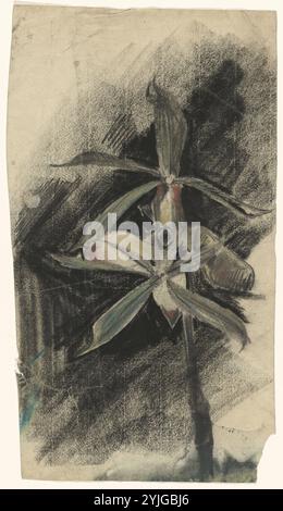 Deux orchidées. Rapporteur pour avis : Carel Adolph Lion Cachet. Dating : 1874 - 1945. Dimensions : H 385 mm × W 213 mm. Musée : Rijksmuseum, Amsterdam. Banque D'Images