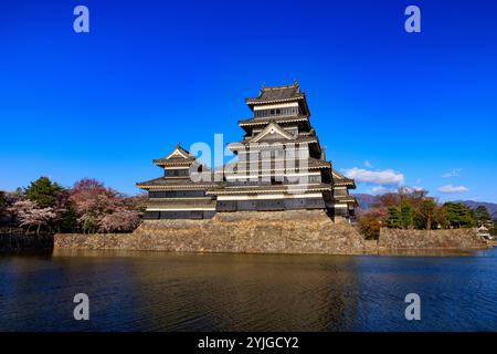 Château de Matsumoto dans la saison des cerisiers en fleur, Nagano, Japon Banque D'Images