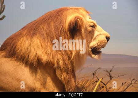 Tête profilée d'un lion mâle sur la plaine. Un diorama africain au musée d'histoire naturelle de l'Académie des sciences de Californie à San Francisco. Banque D'Images