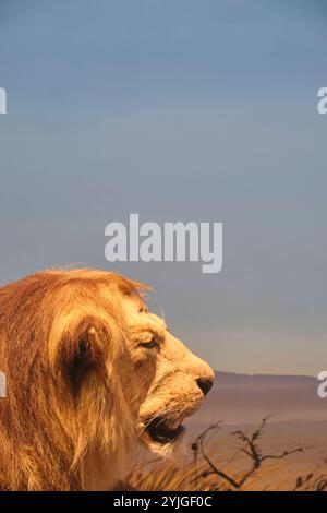 Tête profilée d'un lion mâle sur la plaine. Un diorama africain au musée d'histoire naturelle de l'Académie des sciences de Californie à San Francisco. Banque D'Images