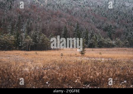 Wetterumschung und Neuschnee auf der Südseite des Gaisberges, rund um das Egelseemoor und dessen umliegenden Wälder im Herbst AM 14.11.2024. // changements climatiques et neige fraîche sur le versant sud du Gaisberg, autour de l'Egelseemoor et de ses forêts environnantes en automne le 14 novembre 2024. - 20241114 PD10385 crédit : APA-PictureDesk/Alamy Live News Banque D'Images