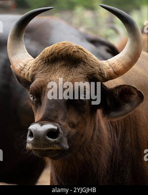 Le gaur est un gros bovin originaire d'Asie du Sud-est, et a été répertorié comme vulnérable sur la liste rouge de l'UICN. La population mondiale était estimée à 21000 Banque D'Images