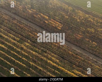 A Martani, Castell'Arquato, PC, Italie vue aérienne époustouflante d'un chemin de terre serpentant à travers des rangées de vignobles en automne. Castell'Arquato, PC, Italie Banque D'Images