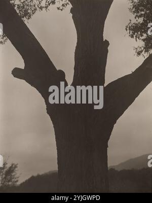 Le Dying Chestnut. Alfred Stieglitz ; américain, 1864-1946. Date : 1919. Dimensions : 24,3 x 19,2 cm (image) ; 25 x 20,1 cm (papier/support). Imprimé argenté gélatine. Origine : États-Unis. Musée : Chicago Art Institute, FLORENCIA, États-Unis. Banque D'Images