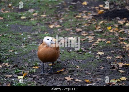 Shelduck Ruddy (Tadorna ferruginea), WWT Martin Mere, Royaume-Uni Banque D'Images