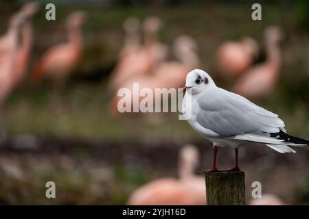 Mouette à tête noire (Chroicocephalus ridibundus) en plumage hivernal, assise sur une clôture à WWT Martin Mere, Royaume-Uni Banque D'Images