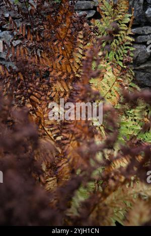 Fougères d'automne affichant des couleurs dorées et roussaises à côté du mur de pierre sèche dans Lake District Banque D'Images