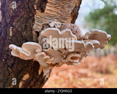 Birch Bracket Fungi Banque D'Images