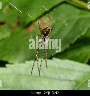 Araignée blindée eurasienne à longue mâchoire (Metellina segmentata) Banque D'Images