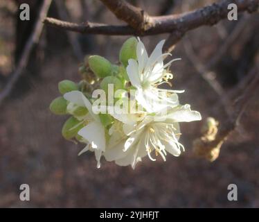 Poire sauvage d'Afrique du Sud (Dombeya rotundifolia) Banque D'Images