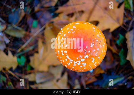 Vue de haut en bas d'un champignon agarique Amanita muscaria ou mouche et toile de fond de feuilles d'automne tombées dans une forêt de chênes. Banque D'Images