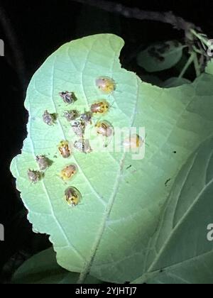 Coléoptère de la tortue Geiger (Eurypepla calochroma floridensis) Banque D'Images