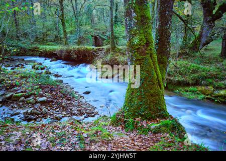 Rivière Bayones coulant à travers la forêt de hêtres en . Vallée de Cabuerniga, Cantabrie. Banque D'Images
