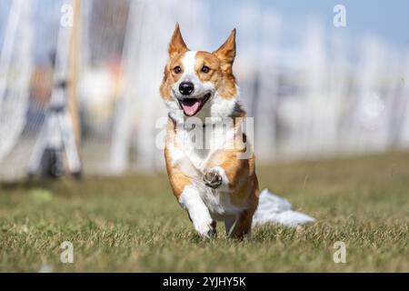 Pembroke Welsh Corgi Running Lure course Sprint Dog Sport Banque D'Images