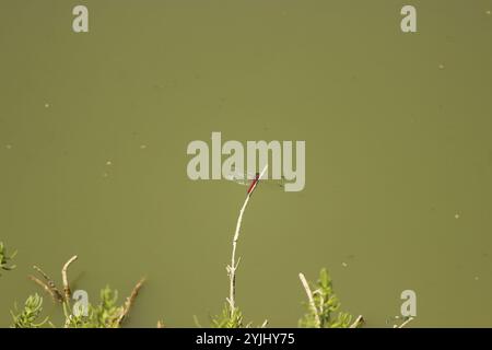 Skimmers tropicaux King (Orthemis) Banque D'Images