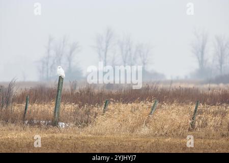 Chouette des neiges sur un poteau de clôture dans les régions rurales du Canada Banque D'Images