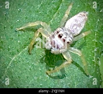 Araignée sauteuse à mâchoires blanches (Hentzia mitrata) Banque D'Images