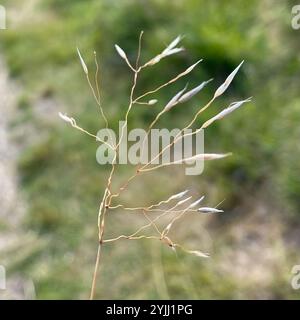 Herbier ondulé (Avenella flexuosa) Banque D'Images